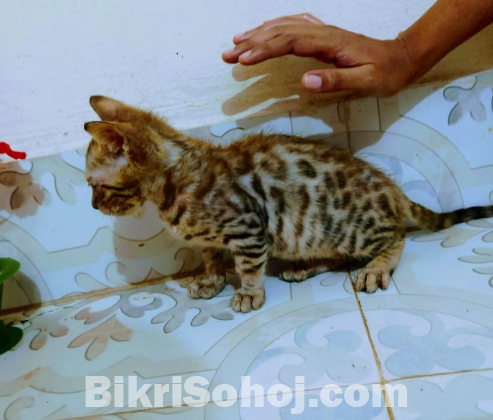 bengal male cat kitten